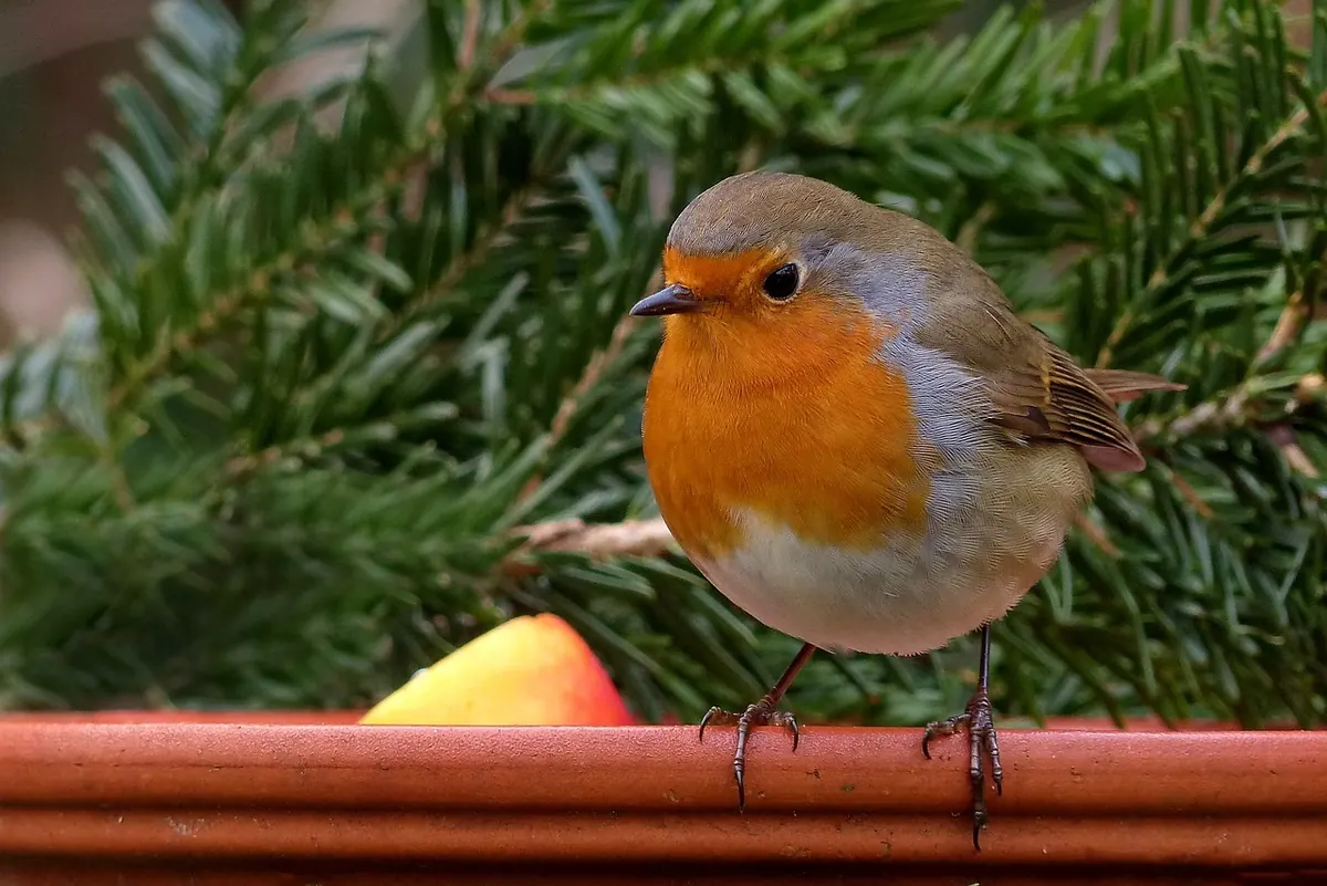 A Garden Bird Identification Checklist for Absolute Beginners