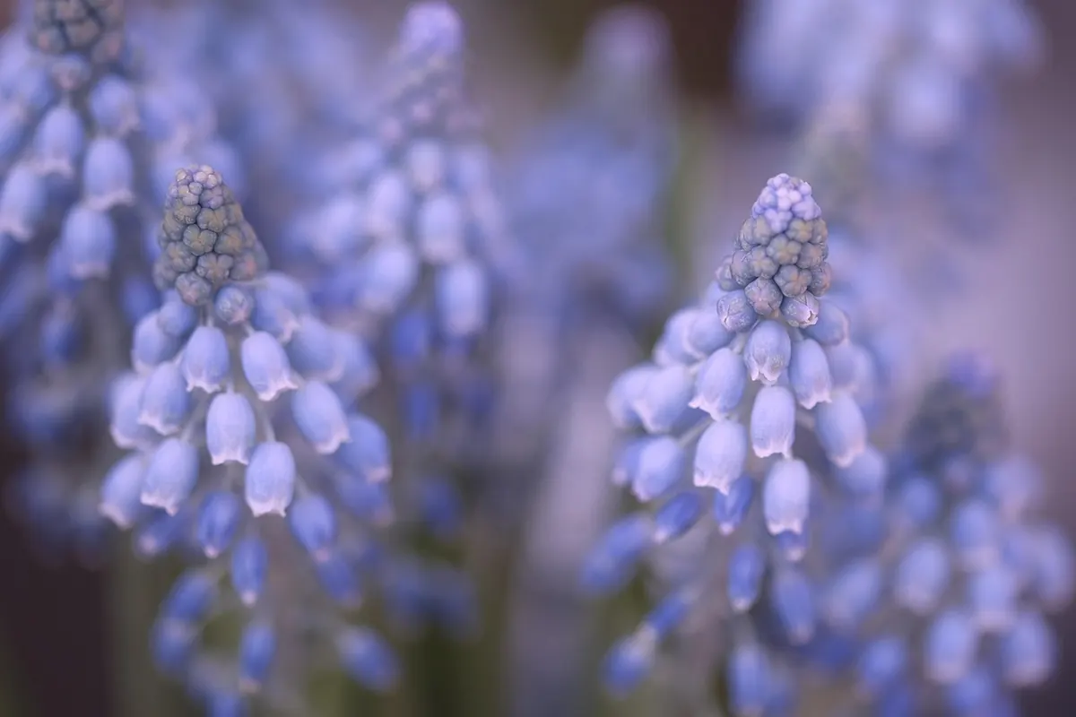 Ten Mistakes to Avoid When Planting Spring Bulbs in the UK